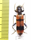 Trichodes longissimus  Turkey, Van prov. - INSECTS-STORE.RU