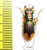 Megacephala euphratica Iran, Khuzestan prov. - INSECTS-STORE.RU