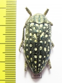 Julodis faldermanni  Armenia - INSECTS-STORE.RU