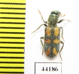 Trichodes sp.  Turkey, Van prov. - INSECTS-STORE.RU