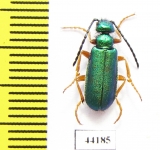 Teratolytta flavipes  Turkey, Van prov. - INSECTS-STORE.RU