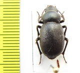 Pseudopachyscelis pygmaea  Uzbekistan - INSECTS-STORE.RU