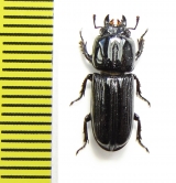 Figulus sp.  Zambia - INSECTS-STORE.RU
