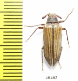 Rhipiceridae sp.  Iran, Boyer-Ahmad prov. - INSECTS-STORE.RU