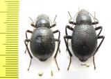 Trachyderma triangularis, pair  Uzbekistan - INSECTS-STORE.RU
