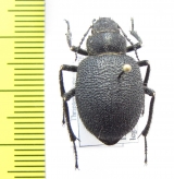 Thriptera longipilis  Tajikistan - INSECTS-STORE.RU