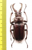 Sphaenognathus bellicosus  Colombia  44mm - INSECTS-STORE.RU
