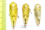 Homoptera sp.  South Africa Rep. - INSECTS-STORE.RU