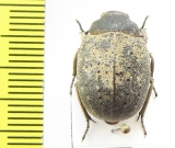 Stalagmoptera sordida  Kirgizstan - INSECTS-STORE.RU