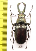 Sphaenognathus bellicosus  Colombia  46mm - INSECTS-STORE.RU