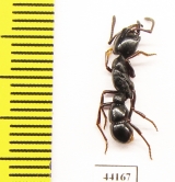 Formicidae sp.  South Africa Rep. - INSECTS-STORE.RU