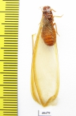 Isoptera sp.  Zambia - INSECTS-STORE.RU