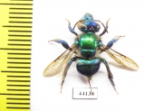 Hymenoptera sp.  Peru - INSECTS-STORE.RU