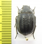 Stalagmoptera tuberculatocostata simulatrix  Kazakhstan - INSECTS-STORE.RU