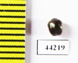 Ceratocanthinae sp.  Madagascar - INSECTS-STORE.RU