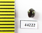 Ceratocanthinae sp.  Madagascar - INSECTS-STORE.RU