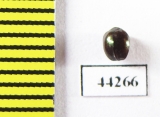 Ceratocanthinae sp.  Madagascar - INSECTS-STORE.RU