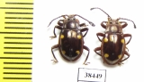 Endomychidae sp.  Malaysia - INSECTS-STORE.RU