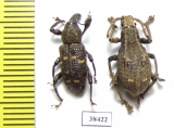 Curculionidae sp.  Malaysia - INSECTS-STORE.RU
