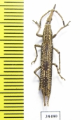 Brentidae sp.  Malaysia - INSECTS-STORE.RU