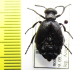 Meloe brevicollis  Russia, Tver reg. - INSECTS-STORE.RU