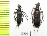 Anoplodera rufipes, pair  Russia, Adygea reg. - INSECTS-STORE.RU