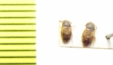 Mycetophagidae, Mycetophagus infulatus  Azerbaijan - INSECTS-STORE.RU