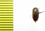 Eustrophus niponicus  Russia, Far East - INSECTS-STORE.RU