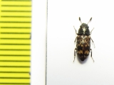 Salpingidae, Elacatis kraatzi  Russia, Far East - INSECTS-STORE.RU