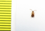 Aderidae, Aderus populneus  Russia, Tver reg. - INSECTS-STORE.RU
