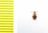 Aderidae, Aderus populneus  Russia, Tver reg. - INSECTS-STORE.RU