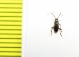 Aderidae, Anidorus nigrinus  Russia, Tver reg. - INSECTS-STORE.RU