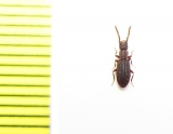 Grammicus chilensis  Chile - INSECTS-STORE.RU