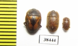 Nitidulidae sp.  Guinee - INSECTS-STORE.RU