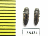 Buprestidae sp.  South Africa Rep. - INSECTS-STORE.RU