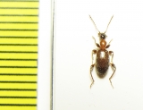 Anthicidae, Anthelephila ? caeruleipennis, Iran, Sistan prov. - INSECTS-STORE.RU