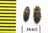 Zopheridae sp.  South Africa Rep. - INSECTS-STORE.RU