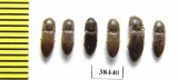 Elateridae sp.  South Africa Rep.   - INSECTS-STORE.RU