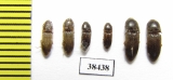 Elateridae sp.  South Africa Rep.   - INSECTS-STORE.RU