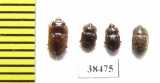Nitidulidae sp.  South Africa Rep. - INSECTS-STORE.RU