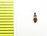 Anthicidae, Stricticollis transversalis  Russia, Astrakhan reg. - INSECTS-STORE.RU