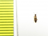 Anthicidae sp.  Iran, Khuzestan prov. - INSECTS-STORE.RU
