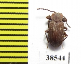Tenebrionidae sp.  Guinee   - INSECTS-STORE.RU