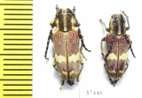 Glenea apicalis  South Africa Rep. - INSECTS-STORE.RU