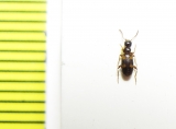Anthicidae, Omonadus bifasciatus  Russia, Astrakhan reg. - INSECTS-STORE.RU