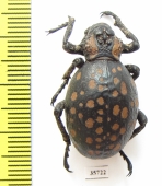 Brachycerus sp.  Zambia - INSECTS-STORE.RU