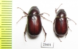 Melolonthinae sp.  South Africa Rep. - INSECTS-STORE.RU