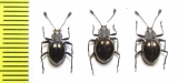 Encymon violaceus  Malaysia - INSECTS-STORE.RU