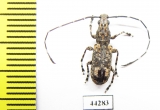 Anthribidae sp.  Zimbabwe - INSECTS-STORE.RU