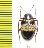 Erotylidae sp.  Peru - INSECTS-STORE.RU